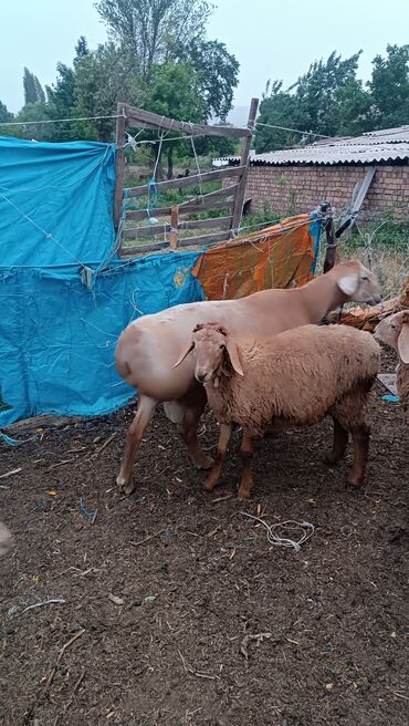 Баран, овца: Продаю | Овца (самка) — 9