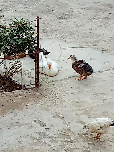 pekin ördeği: Satış: ördəklər - Növlər: müxtəlif cinslər (ağ Pekin tipli, rəngli — 7