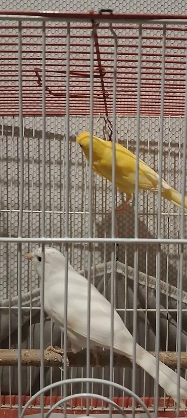 bulbul quşu satışı: 12 14 aylıq erkəklər biri 100m iri sağlam quşlardı — 2