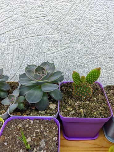 Otaq bitkiləri: Sukkulentlər. Sağlam və dözümlü bitkilərdi. Uzun müddət susuz qala — 21