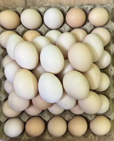 Молочные продукты и яйца: Яйца оптом по 8 сомов