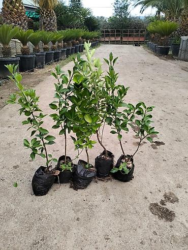 evkalipt ağacı haqqinda: 🌿 Həmişəyaşıl Tinglərin Rəsmi Satışı 🌿 ✔ Hündürlük: 35–40 sm ✔ — 1