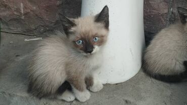 кошка с разными глазами: Кошка даром: Беспородная, 2 месяца, Девочка