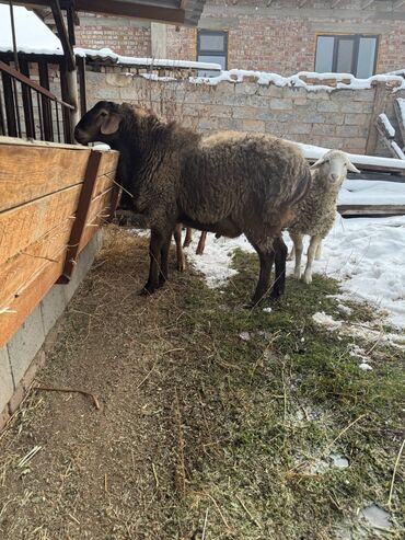 Бараны, овцы: Продаю | Баран (самец) | Полукровка | На забой — 1