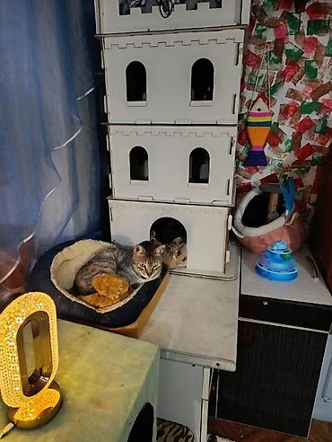 Другие услуги: Здравствуйте 🌿 Зоогостиница «Мурляндия» принимает только домашних — 3