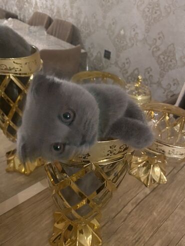 scottish fold satilir: Şotland yastı qulaq, Dişi, Yaxşı əllərə, Ünvandan götürmə