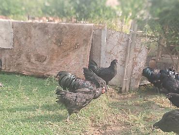damazlıq heyvanların satışı: Avstrolop toyuqları satılır.Fərələr yeni yumurtaya düşüb — 5