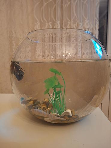 akvarim: Şüşə akvarium dəsti içindəki aksesuarlarla birlikdə satılır — 8