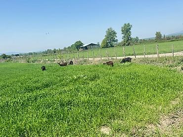 heyvan bazarları: Murçiano keçi sürüsü. Qiymetlər 250 den başlayır — 7