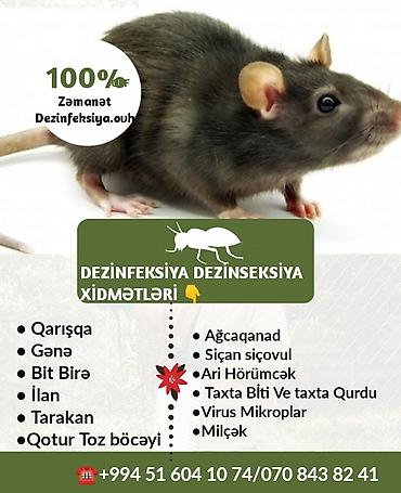 hamster kafesi: Dermanlama Zemanetli dezinfeksiya xidmeti dezinfeksiya xidməti — 6