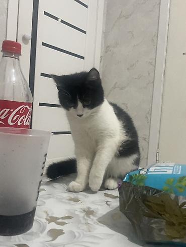 Отдам даром кошку: Кошка даром: Беспородная, 7 месяцев, Девочка, Приучена к лотку — 9