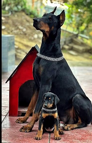 dişi doberman: Doberman, 1 ay, Peyvəndli — 3