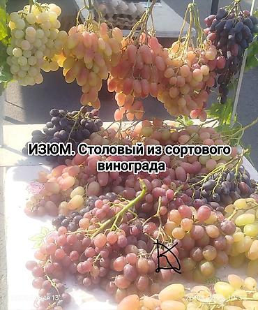 Фундук: Продажа саженцев винограда и фундука осенняя для посадки,как и — 3