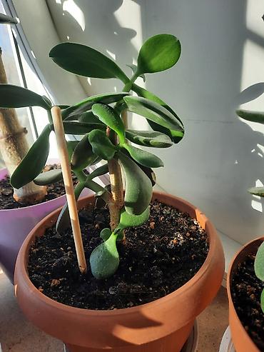 Денежное дерево: Денежное дерево приносит благополучие в дом, где растет, хорошо — 13