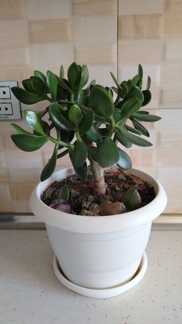 Otaq bitkiləri: Qazonlarınızı və bağlarınızı bəzəmək üçün uygundur. Gözəl görünüşü ilə -da lalafo.az — 4 Otaq bitkiləri: Qazonlarınızı və bağlarınızı bəzəmək üçün uygundur. Gözəl görünüşü ilə — 4