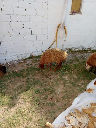 Mal-qara: Dişi quzular cütü 460 manata real alıcıya endirim olacaq — 1
