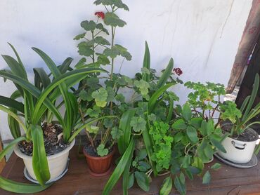декоративные растения: Продаю комнатные цветы, разные!Не дорого!