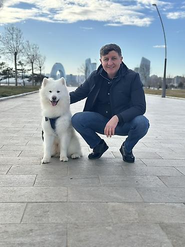 samoyed satılır: Samoyed, 1 il, Erkək, Cütləşmə üçün — 1