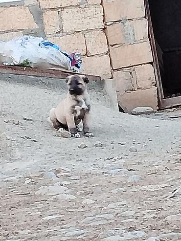 bakida it barinagi: Dişi — 1