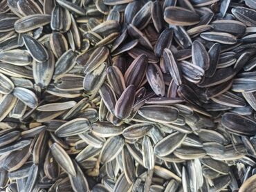 профессиональная зерновая кофемашина: Семена и саженцы Самовывоз