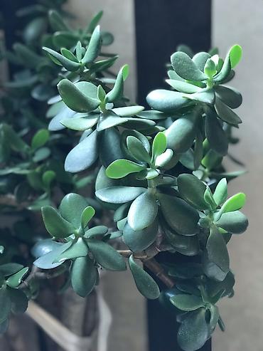 nar agacı: Qırxqıroq (Crassula ovata) – iri otaq sukulenti - Növ: Crassula ovata — 3
