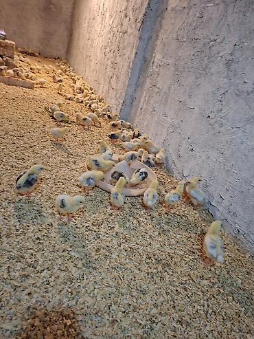 Quşlar: Salam.Allah herkesin malina xeyr versin. Selibrist cuxelerdi( f6 — 2