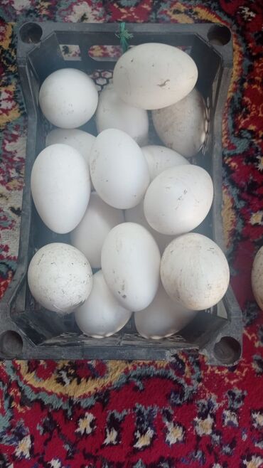 qaz yumurtasi satisi: Qaz yumurtası 2 manat Linda və kupan qazının yumurtasıdır