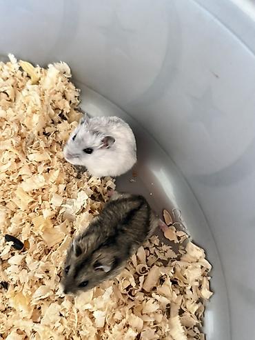 sudluk inekler satisi: 2 eded hamster — 1