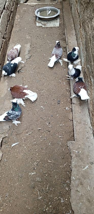 goyercin sumqayit: Satılır: rəngbərəng paxtaayaqlı (tüklü ayaqlı) dekorativ göyərçinlər — 1