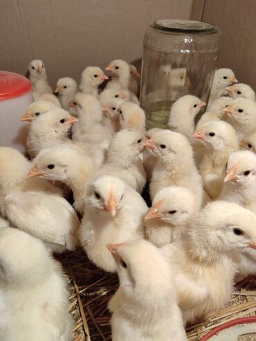 лампа для цыплят: Продаю | Куры, Цыплята | Несушки
