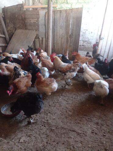 Toyuqlar: Toyuq, Damazlıq — 4