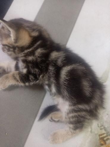 Продажа кошек: Котёнок с классическим тигрово-мраморным окрасом табби. - — 3