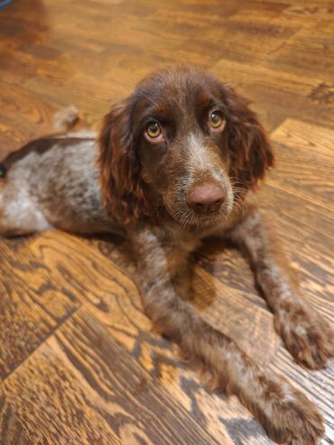 satliq itler: Koker spaniyel, 6 ay, Dişi, Peyvəndli, Pulsuz çatdırılma, Ödənişli çatdırılma