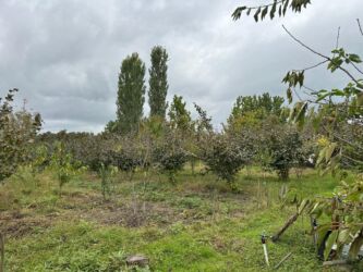 Bağ evlərinin satışı: Xaçmaz, 120 kv. m, 5 otaqlı, Hovuzsuz, Artezian quyusu, İnternet, Telefon — 15