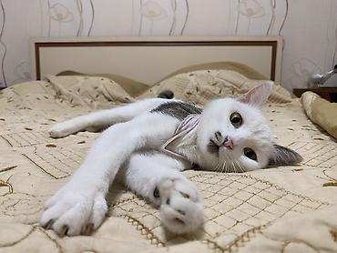 сколько кошек в кыргызстане: Кошка даром: Беспородная, 2 года, Девочка, Кастрирована, Приучена к лотку, Проглистована — 6