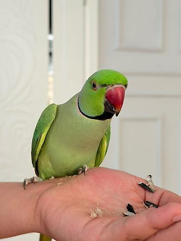 bulbul quşu satışı: Tam el quwudu erkeydi 2 3 yaw araliqindadi real alicilar narahat — 1