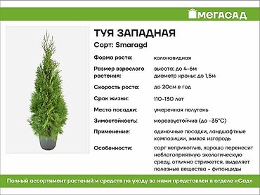 Thuja seedlings: Туя западная (Thuja occidentalis) для живых изгородей и озеленения — 6