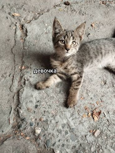 сколько стоит персидская кошка: Кошка даром: Скотиш Фолд (Шотландская вислоухая), 2 месяца, Мальчик, Приучена к лотку