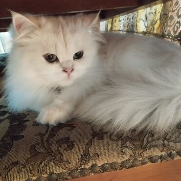 одежда для собак в баку: Dişi, Yaxşı əllərə, Ünvandan götürmə, Pulsuz çatdırılma lalafo.az -da одежда для собак в баку: Dişi, Yaxşı əllərə, Ünvandan götürmə, Pulsuz çatdırılma