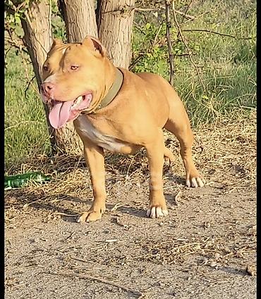kangal itləri: Pitbul, 1 il, Erkək, Peyvəndli, Ünvandan götürmə — 3