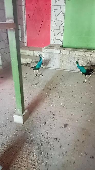 ordək balası və cucə: Toz quwu satilir tecili pul lazimdi diye deyerinden awagi verilir — 3