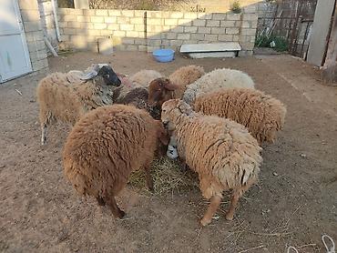 Quzu: Erkey qoyunlar 8 eded hamsi erkeydi — 20