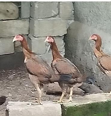 yumurtlayan toyuqlar satilir: Heyratı fərələr 17 aylıq qanına söz ola bilməz hazırda yumurtlayırlar — 1