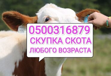 продажа кукурузу: Куплю | Коровы, быки, Лошади, кони, Другие с/х животные | Круглосуточно, Любое состояние, Забитый