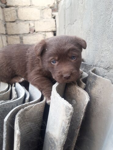 İtlər: Zvanok balaları - Rənglər: şokolad qəhvəyi, açıq qəhvəyi və qara - — 1