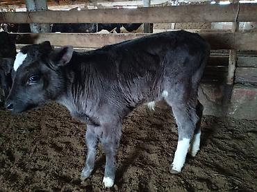 Коровы, быки: Продаю | Музоо, торпок | Для разведения — 4