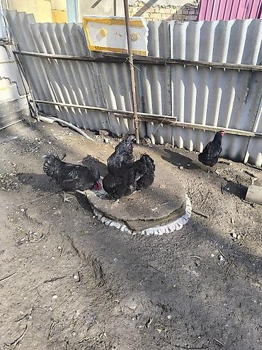 Куры, петухи: Продаю | Куры | Несушки — 8