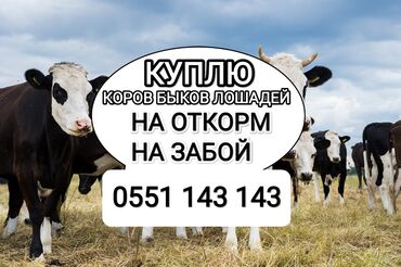 собака купить: Куплю | Коровы, быки, Лошади, кони, Другие с/х животные | Круглосуточно, Любое состояние, Забитый