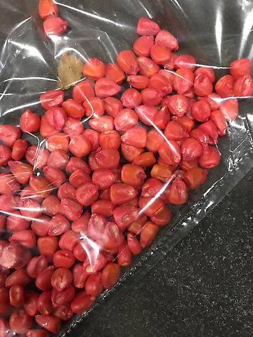 Кукуруза: ЭЛИТА жугору урондор местный Ала Тоо, Манас, Чуй 62 ж.б. гибрид жугору — 7