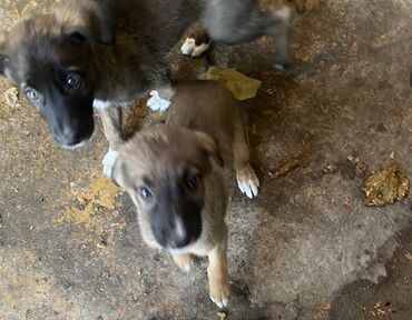 овчарка мал айдайт: Овчарка, 2 месяца, Самка